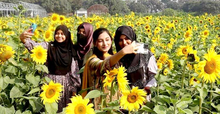 সবুজ মাঠে সূর্যমুখীর হলদে হাসিতে মুগ্ধ দর্শনার্থীরা