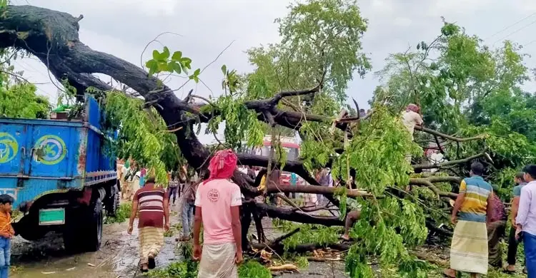 ঝড়ে ঢাকা-পাবনা মহাসড়কে ভেঙে পড়েছে গাছ, যানচলাচল ব্যাহত