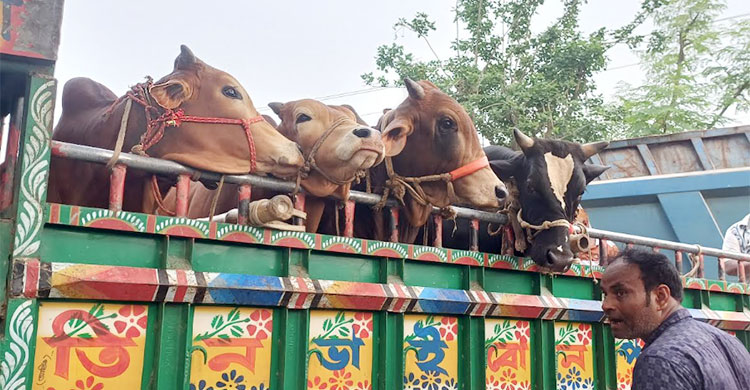 পাবনার হাটে এখনো জমেনি বেচাকেনা