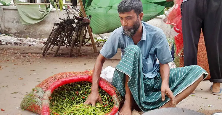 ঈশ্বরদীতে বৃষ্টিতে ৪০ টাকার কাঁচামরিচ ১২০ টাকা
