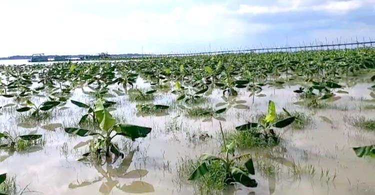 পদ্মার পানিতে ডুবছে চরের ১৪০০ হেক্টর জমির ফসল, দিশাহারা কৃষক