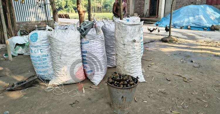 অবাধে শামুক নিধন, বিপর্যয়ের মুখে জীববৈচিত্র্য