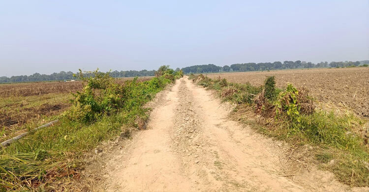 অনুমোদন ছাড়াই প্রকল্পের নামে কাটা হলো ৩ হাজার গাছ