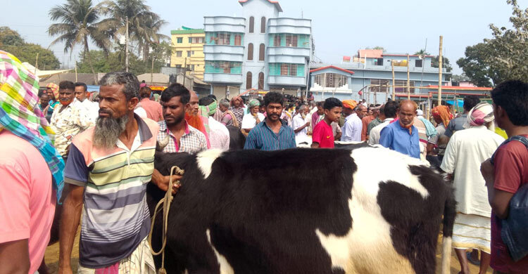 পাবনায় পশুর হাটে অতিরিক্ত খাজনা আদায়ের অভিযোগ