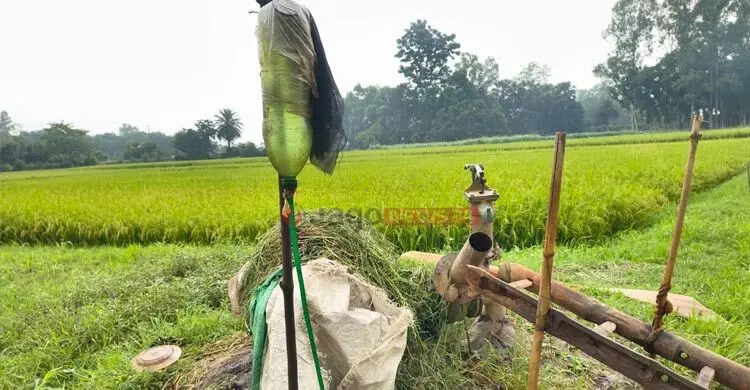 লোডশেডিং-ডিজেল সংকটে কপাল পুড়ছে কৃষকের