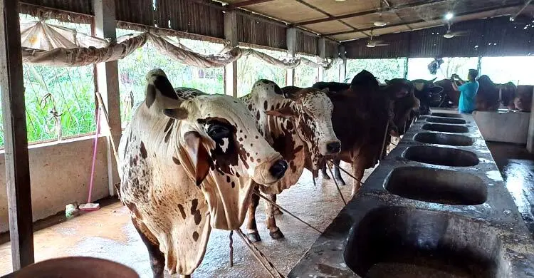 কোরবানির আগে দ্বিমুখী চাপে খামারিরা