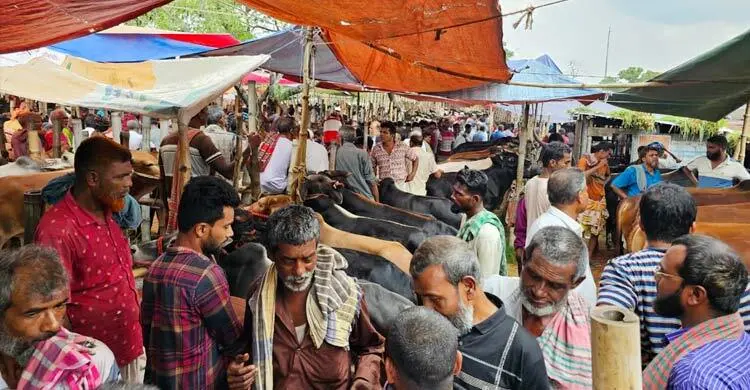 গরুর হাটে লোক দেখছে বেশি কিনছে কম