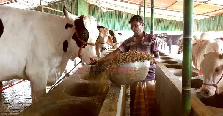 হাটে ভারতীয় গরু না ঢুকলে লাভের আশা খামারিদের