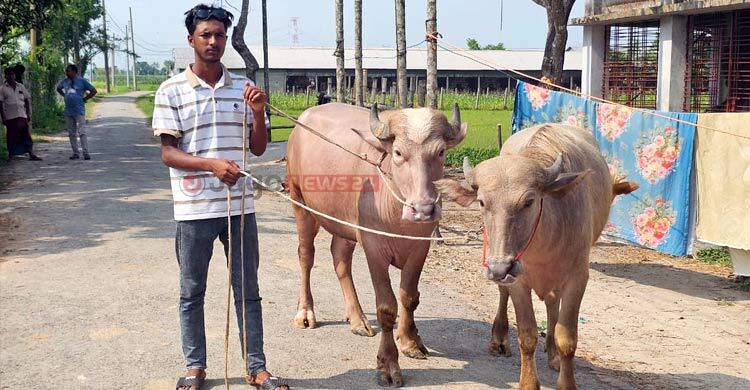 ঈদে নজর কাড়ছে একজোড়া গোলাপি মহিষ
