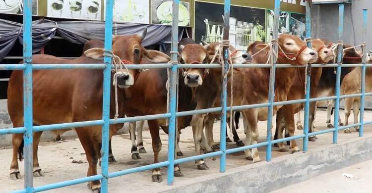 দাম-ক্রেতা সংকটে ফেরত ৩০ হাজার গরু, দুশ্চিন্তায় পাবনার খামারিরা