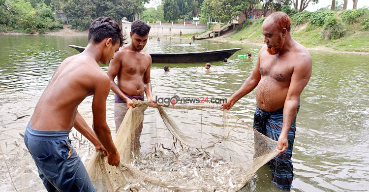 মাছ চাষে কোটিপতি রশিদ, প্রতিবছর সঞ্চয় ২০-২৫ লাখ টাকা