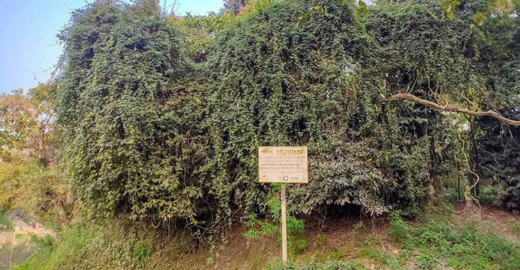 দখলে বিলীন হচ্ছে পাখিবন্ধুর অভয়াশ্রম