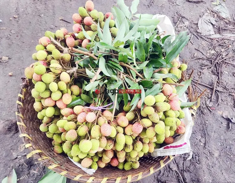 বাজারে অপরিপক্ব লিচুর ছড়াছড়ি, স্বাস্থ্যঝুঁকিতে শিশুরা