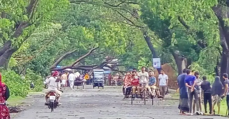 ঝড়ে ঢাকা-পাবনা মহাসড়কে ভেঙে পড়েছে গাছ, যানচলাচল ব্যাহত