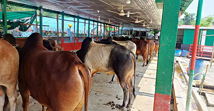 ৫টি দিয়ে খামার শুরু, কোরবানিতে ৪০০ গরু বিক্রির আশা