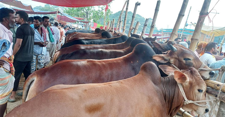 পাবনার হাটে এখনো জমেনি বেচাকেনা