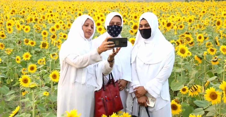 সবুজ মাঠে সূর্যমুখীর হলদে হাসিতে মুগ্ধ দর্শনার্থীরা