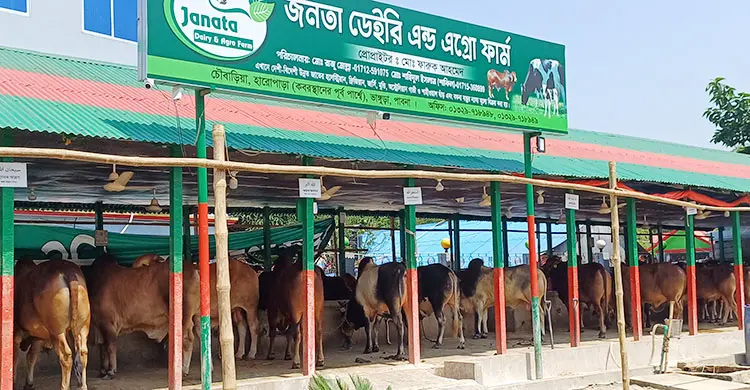 ৫টি দিয়ে খামার শুরু, কোরবানিতে ৪০০ গরু বিক্রির আশা