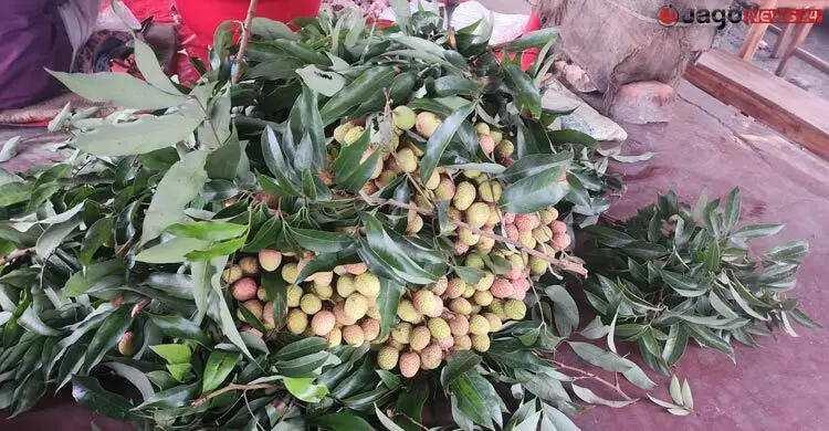 বাজারে অপরিপক্ব লিচুর ছড়াছড়ি, স্বাস্থ্যঝুঁকিতে শিশুরা