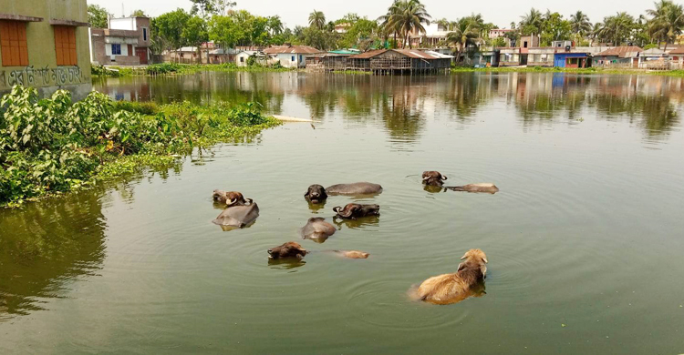 ঈশ্বরদীতে ৩৬.৫ ডিগ্রি তাপমাত্রা, গরমে হাঁসফাঁস