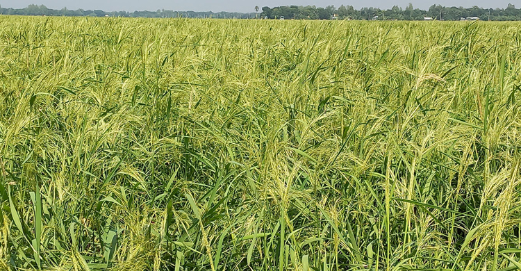 ফলন কম, বোনা আমন চাষে আগ্রহ কমছে