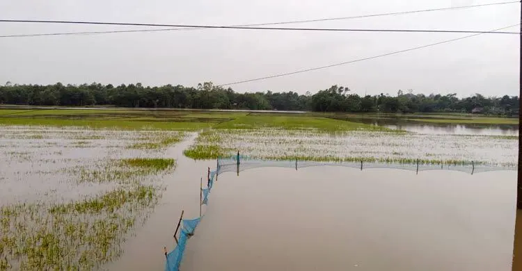 পানিতে নিমজ্জিত বেশিরভাগ ধানক্ষেত, দিশেহারা কৃষক