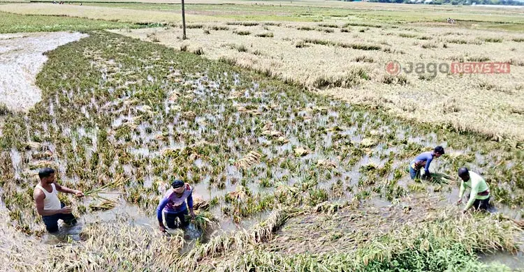 &lsquo;ইবার একমুঠো ধানও ঘরে তুলতে পারিনি, বাচ্চারা কী খাইবো?