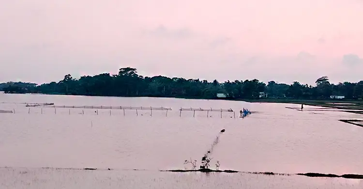 পানিতে ডুবে যাওয়া ধান কেটে ডাঙায় নিয়ে যাচ্ছেন একজন কৃষক। ছবি-জাগো নিউজ