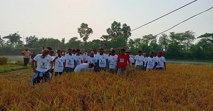 ফরিদপুরে বর্গাচাষির ধান কেটে দিলেন কৃষকলীগ নেতা