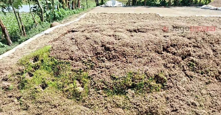 &lsquo;ইবার একমুঠো ধানও ঘরে তুলতে পারিনি, বাচ্চারা কী খাইবো?