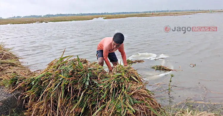 &lsquo;ইবার একমুঠো ধানও ঘরে তুলতে পারিনি, বাচ্চারা কী খাইবো?