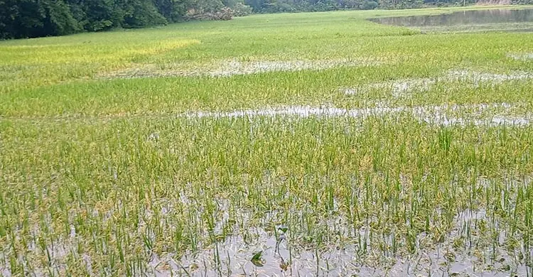 পানিতে ডুবে যাওয়া ধান কেটে ডাঙায় নিয়ে যাচ্ছেন একজন কৃষক। ছবি-জাগো নিউজ