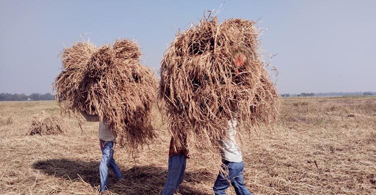 আমন ধান ঘরে তোলার আনন্দে মেতেছেন কৃষকেরা