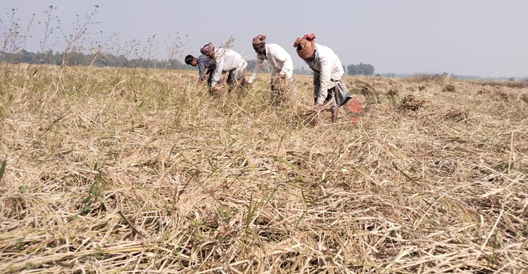 আমন ধান ঘরে তোলার আনন্দে মেতেছেন কৃষকেরা