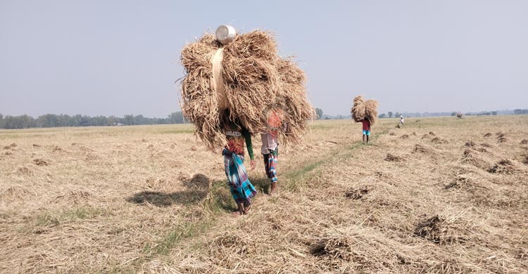 আমন ধান ঘরে তোলার আনন্দে মেতেছেন কৃষকেরা