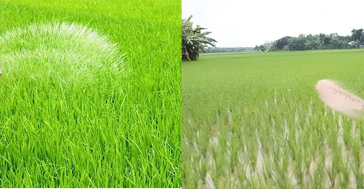 অসম মাত্রায় সার, কৃষির সংকট