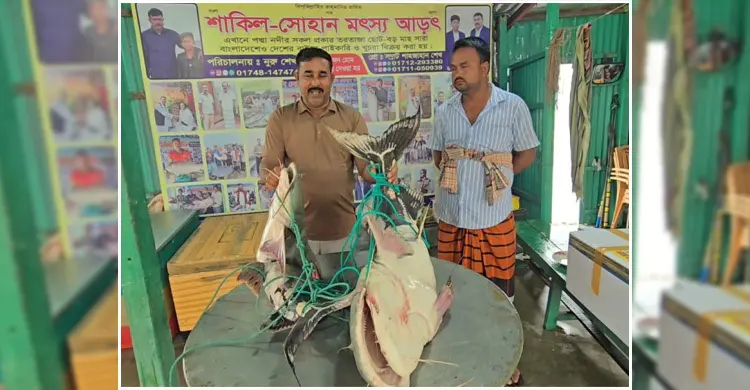 পদ্মার দুই বাঘাইড় ১ লাখ ১৪ হাজার টাকায় বিক্রি