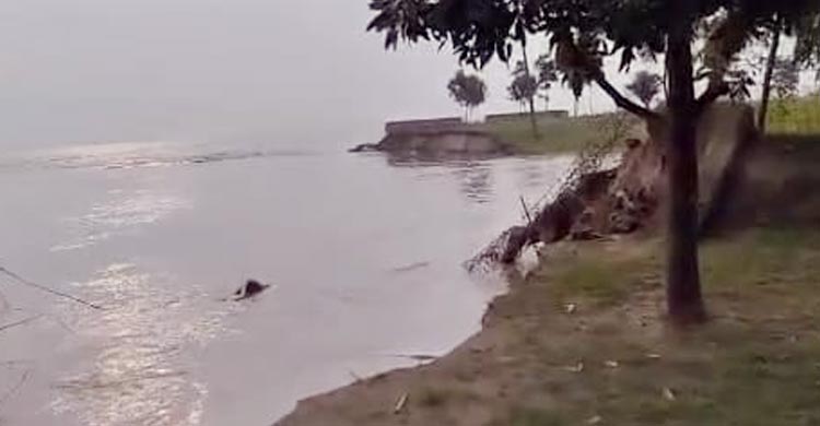 এক রাতেই পদ্মার ভাঙনে বিলীন বিজিবির বিওপি