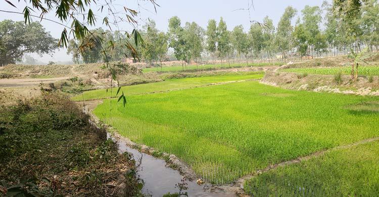 জিয়াউর রহমানের খনন করা পাথেরাজ নদী আজ যেন মরা খাল