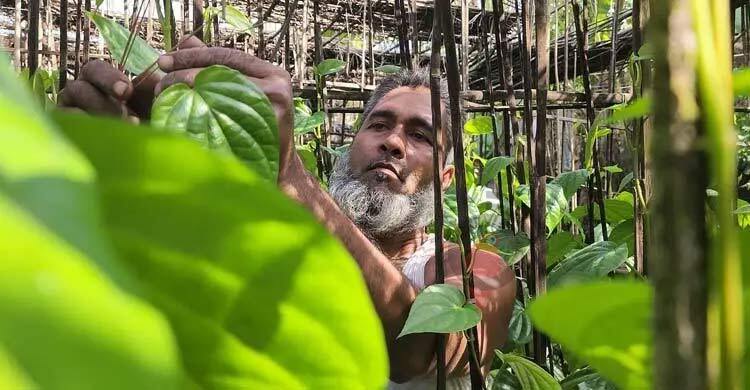 আয়-ব্যয়ের হিসাব মেলাতে নাজেহাল পান চাষিরা