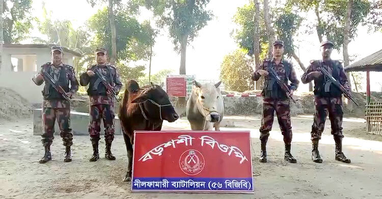পঞ্চগড় সীমান্তে বিজিবির অভিযানে ভারতীয় গরু আটক