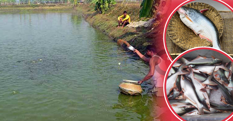পুকুরে পাঙাশ মাছ চাষে কমবে বেকারত্ব