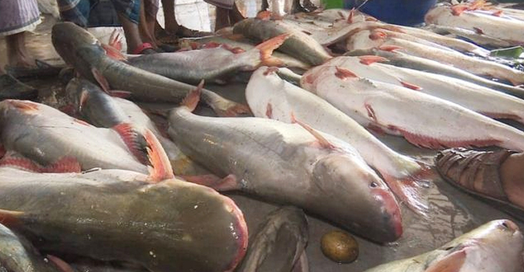 পাঙাশের কেজি ৩০০