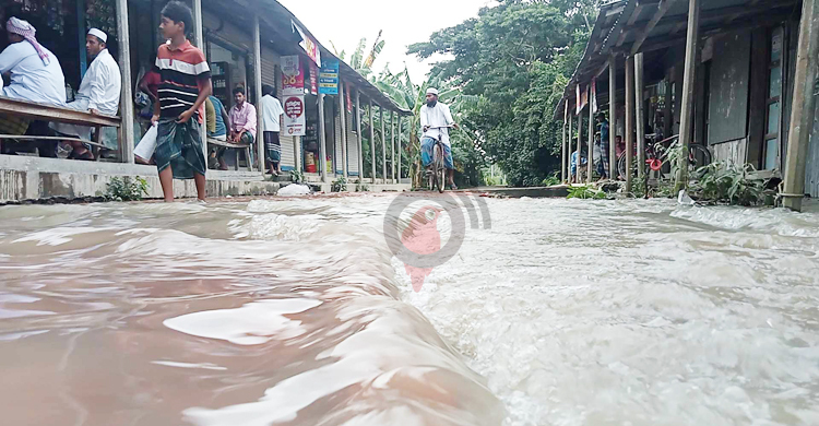 লক্ষ্মীপুরে হাজার হেক্টর আমন-সবজিক্ষেত পানির নিচে