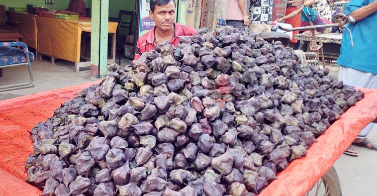 পানিফল চাষে কম খরচে বেশি লাভ