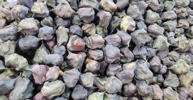 পানিফল চাষে কম খরচে বেশি লাভ