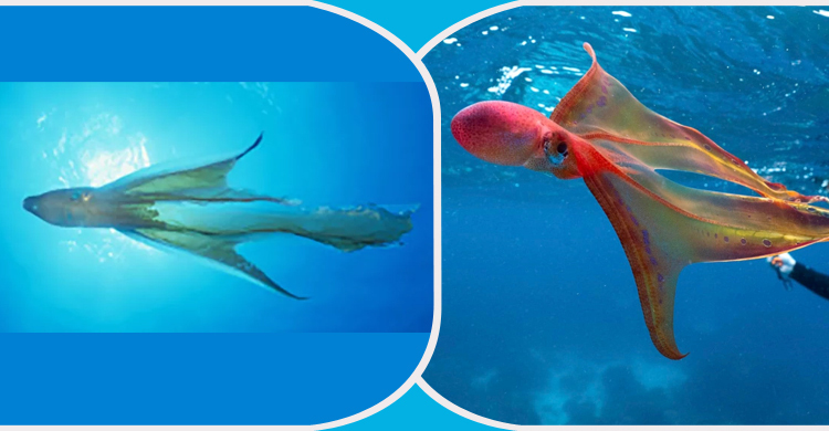 যাযাবর প্রাণী কম্বল অক্টোপাস, বিচিত্র জীবন তার