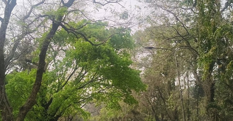 কোথাও ঝরা পাতা, কোথাও নতুন কুঁড়ি