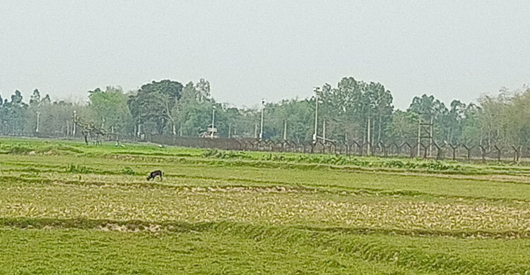 পাটগ্রাম সীমান্ত দিয়ে অনুপ্রবেশের দায়ে ভারতীয় নাগরিক আটক