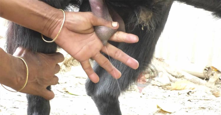 দুধ দিচ্ছে পাঁঠা, দেখতে মানুষের ভিড়